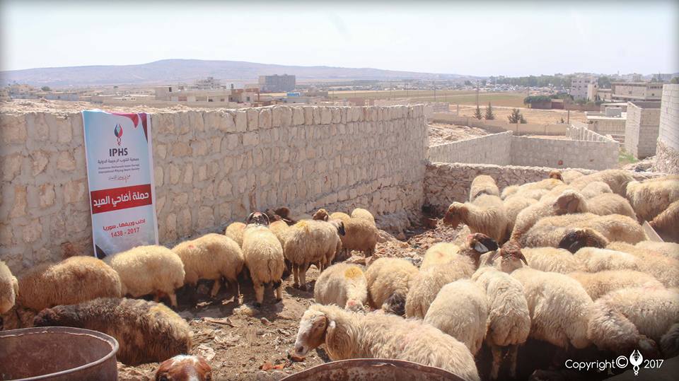 Read more about the article حملة أضاحي العيد – سوريا